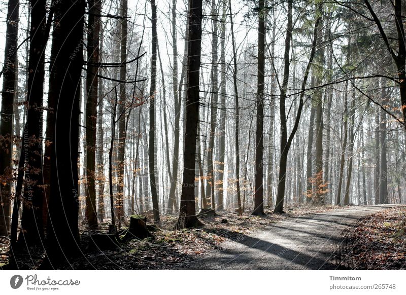 Ostern - Aufbruch Umwelt Natur Pflanze Frühling Baum Wald beobachten Blick ästhetisch authentisch einfach grau grün Gefühle Vertrauen achtsam Zufriedenheit