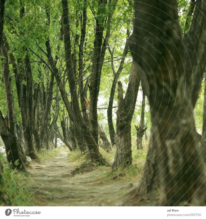 Dickicht Baum Park Wald Erholung Unterholz Wege & Pfade Durchgang Farbfoto Froschperspektive