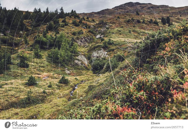 Timmlesjoch | E5 Berge u. Gebirge wandern Umwelt Natur Landschaft Herbst Nebel Sträucher Wiese Alpen nachhaltig natürlich grün Idylle ruhig Umweltschutz