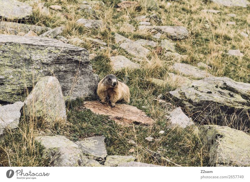 Murmeltier | Timmelsjoch | Südtirol Abenteuer wandern Natur Landschaft Herbst Schönes Wetter Felsen Tier beobachten hören Blick stehen warten natürlich Neugier