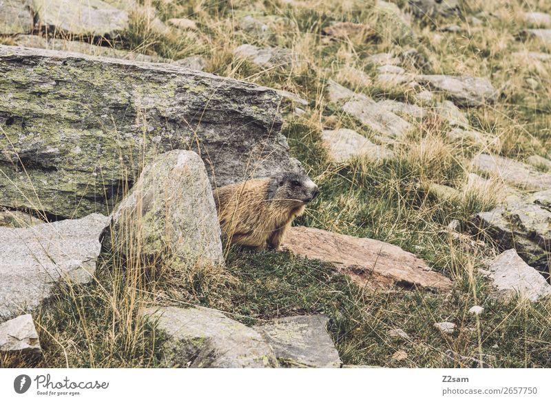 Murmeltier | Timmelsjoch | E5 Abenteuer wandern Natur Landschaft Herbst Schönes Wetter Sträucher Felsen Alpen Berge u. Gebirge Tier beobachten entdecken