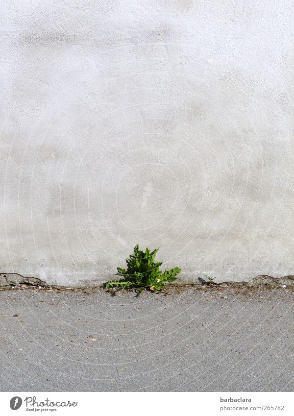Grün ist die Hoffnung Pflanze Blatt Wildpflanze Löwenzahn Bauwerk Mauer Wand Straße Wegrand Stein Beton Wachstum frisch klein natürlich grau grün