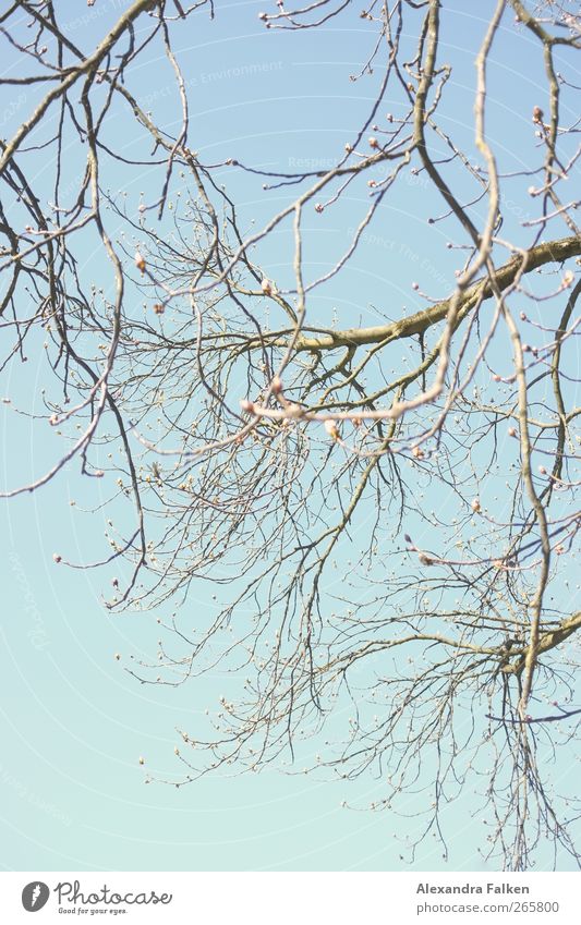 Die Bäume schlagen aus. Umwelt Natur Pflanze Himmel Frühling Wetter Schönes Wetter Baum Grünpflanze Kastanienbaum blau neu Ast Zweige u. Äste grün