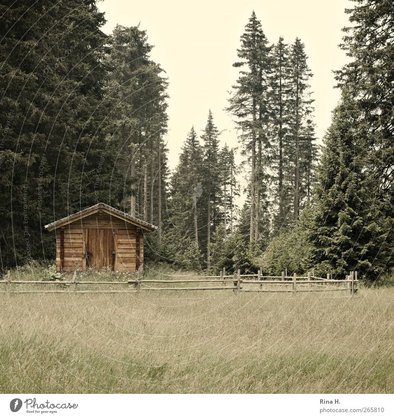Holzhütte Erholung Natur Landschaft Sommer Schönes Wetter Wiese Wald Südtirol Hütte einfach gelb grün Geborgenheit Idylle Ferien & Urlaub & Reisen Holzzaun