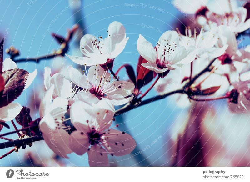 Frühlingspracht Natur Pflanze Luft Wolkenloser Himmel Schönes Wetter Blume Sträucher Blatt Blüte Kirschblüten Kirschbaum blau rot weiß Beginn Duft Idylle