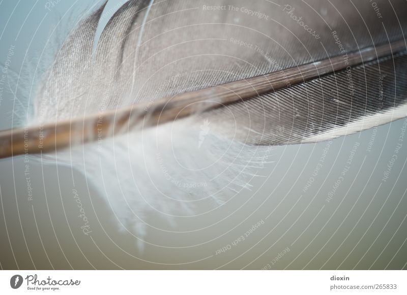 Der Traum des Plumologen Vogel Feder fliegen kuschlig Leichtigkeit Kiel Gewicht Farbfoto Außenaufnahme Nahaufnahme Detailaufnahme Makroaufnahme Menschenleer