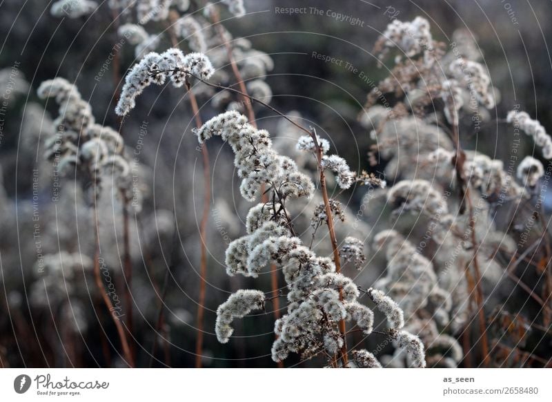 Gräser Sinnesorgane ruhig Umwelt Natur Pflanze Herbst Winter Klima Eis Frost Gräserblüte Gras Wiese Bewegung leuchten dunkel kalt trocken braun weiß achtsam