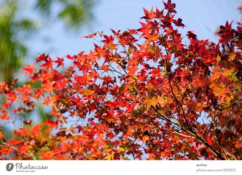 Herbstlaub / Buntes verlässt den Hintergrund Leben Umwelt Natur Pflanze Himmel Baum Blatt Grünpflanze Japan Wachstum frisch natürlich blau gelb gold rot Freude