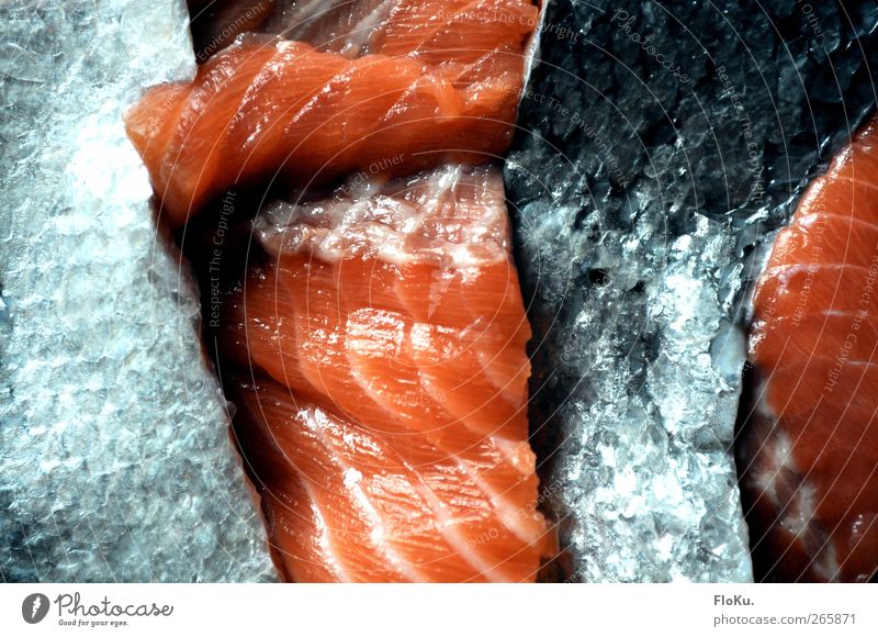 Fischfabrik Lebensmittel Ernährung Totes Tier blau rot Lachs Schuppen feucht Rest Müll Teile u. Stücke Farbfoto Innenaufnahme Nahaufnahme Menschenleer