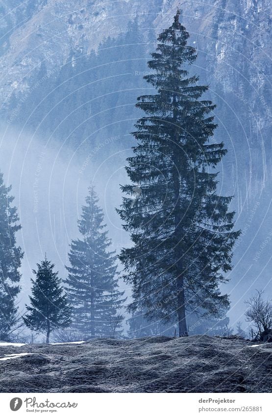 Fichte blau: am Morgen Natur Landschaft Nebel Baum Wald Alpen authentisch Gefühle Romantik Neugier Hügel Dunst Gedeckte Farben Außenaufnahme Menschenleer