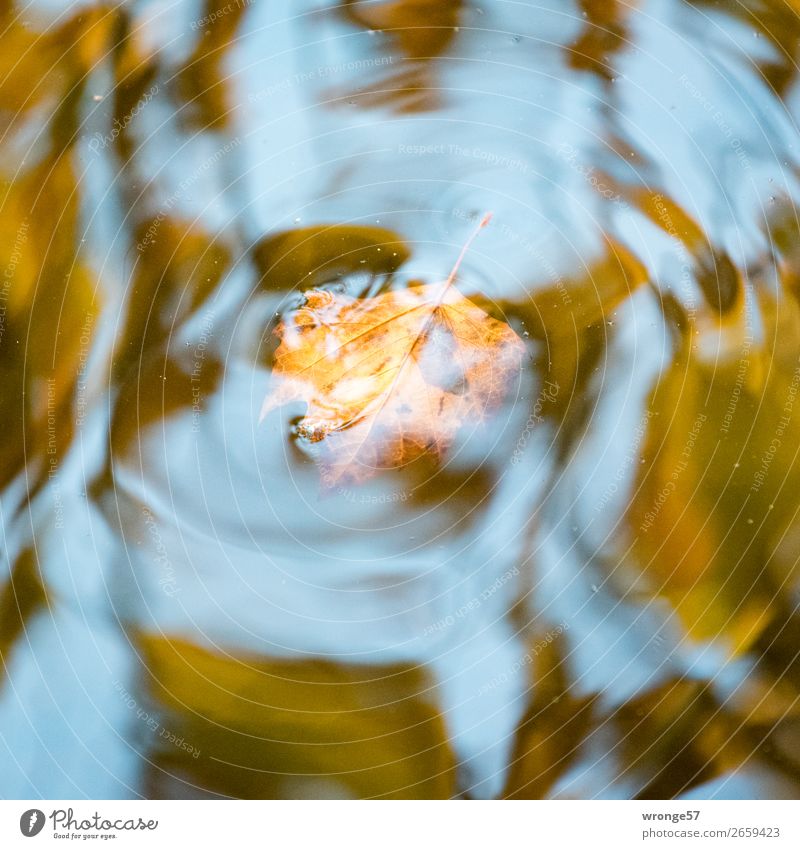 Trash 2018 | Herbstreste II Natur Pflanze Wasser Blatt Teich Schwimmen & Baden nass blau braun gelb grau Herbstlaub Herbstfärbung See Wasseroberfläche