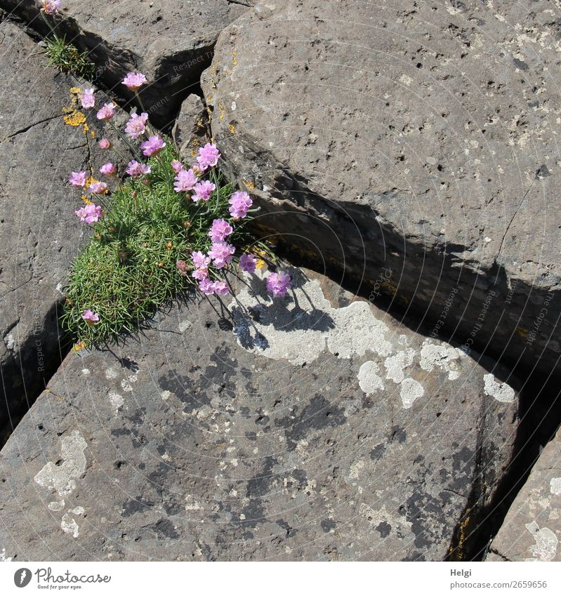rosa Grasnelken blühen zwischen Basaltsteinen am Giant's Causeway in Nordirland Ferien & Urlaub & Reisen Tourismus Sightseeing Umwelt Natur Pflanze Frühling
