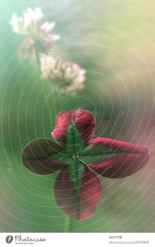 Weißklee Gartenpflanzen Pflanze Sommer Trifolium repens Klee mehrfarbig grau grün rotblättrig Kleeblatt Kleeblüte rosa weiß Farbfoto Außenaufnahme Nahaufnahme
