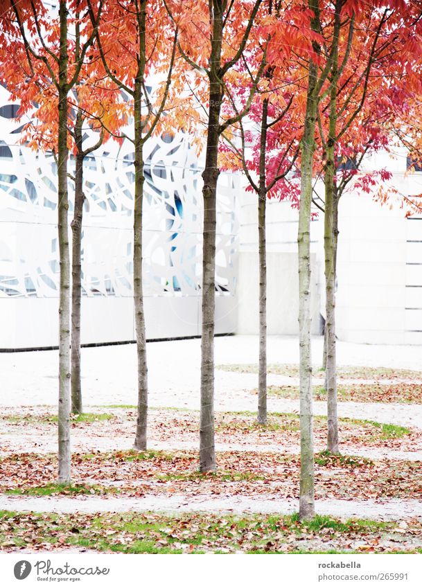 zusammen ist man weniger allein. Herbst Stadt Haus Platz Gebäude ästhetisch rot Laubbaum Farbfoto Außenaufnahme Menschenleer Sonnenlicht Schwache Tiefenschärfe