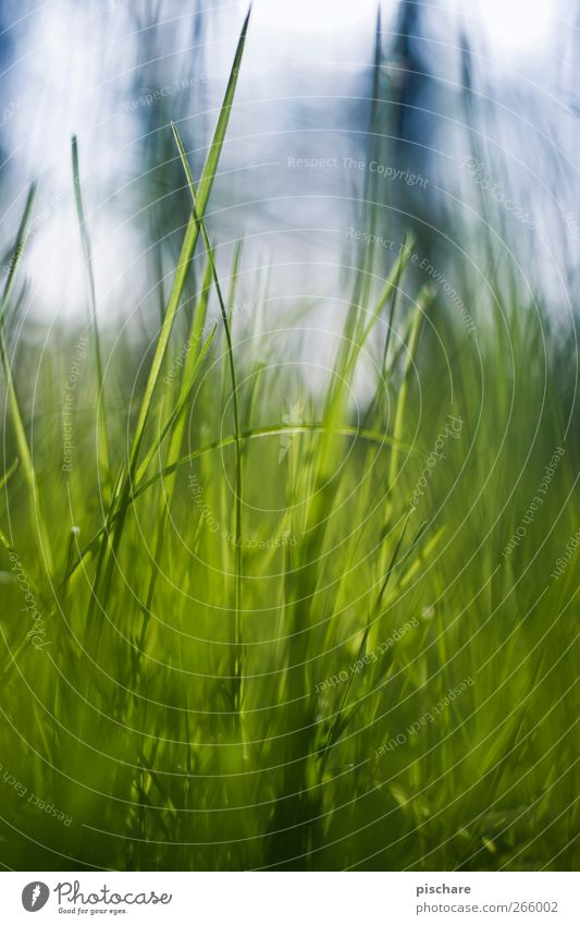 Käferperspektive Natur Gras Wiese blau grün Farbfoto Außenaufnahme Tag Schwache Tiefenschärfe