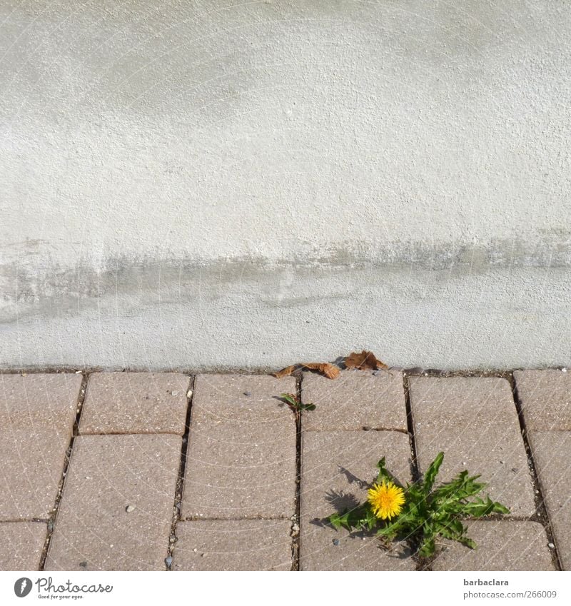 Kleiner Kraftprotz Umwelt Pflanze Blatt Blüte Löwenzahn Mauer Wand Straße Bürgersteig Stein Beton Blühend Wachstum frisch schön gelb grün Frühlingsgefühle
