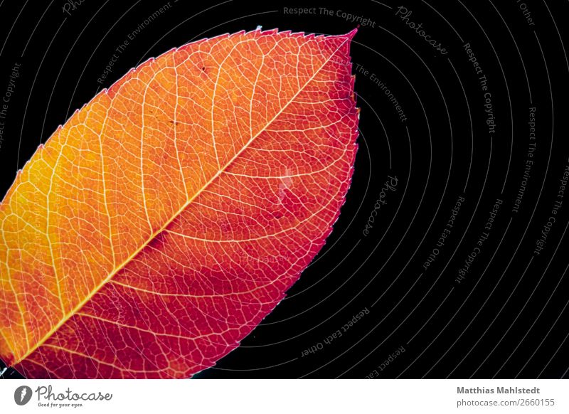 Blatt mit roter Herbstfärbung Umwelt Natur Pflanze leuchten verblüht dehydrieren natürlich orange Vergänglichkeit Farbfoto mehrfarbig Außenaufnahme