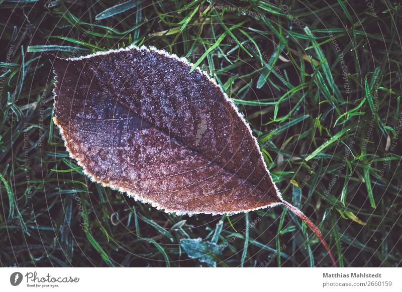 Frostig Umwelt Natur Pflanze Eis Blatt liegen verblüht alt braun grün Verfall Vergänglichkeit Farbfoto Gedeckte Farben Außenaufnahme Nahaufnahme Menschenleer