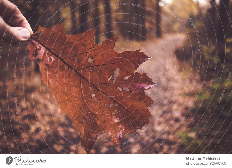 Waldweg im Herbst Finger Umwelt Natur Landschaft Pflanze Blatt festhalten braun Erholung Wandel & Veränderung Farbfoto Gedeckte Farben Außenaufnahme