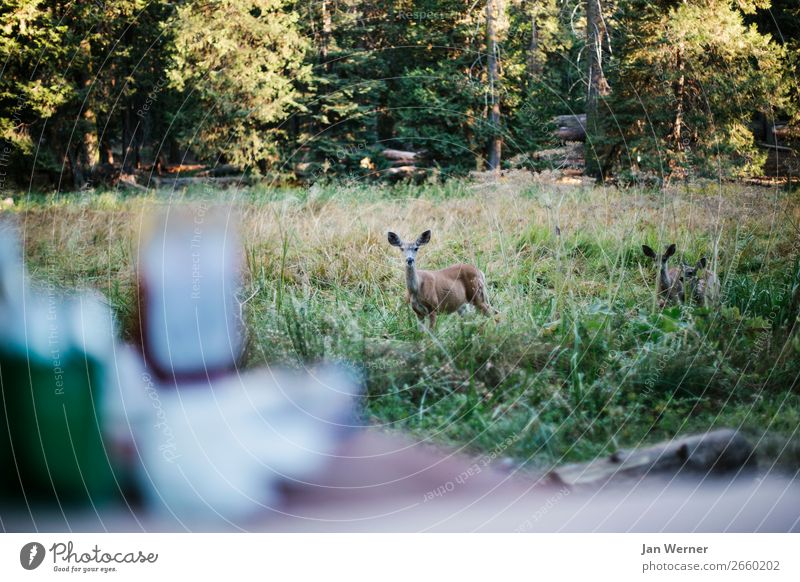 Reh Lebensmittel Jagd Ferien & Urlaub & Reisen Camping Umwelt Natur Wald Sequoia Nationalpark USA Kalifornien Campingplatz füttern Tier Wildtier Rehkitz 3 Herde