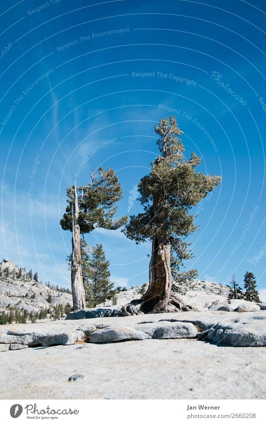 Knorrig Umwelt Natur Landschaft Pflanze Tier Urelemente Klima Klimawandel Wetter Baum Felsen Berge u. Gebirge Schlucht Yosemite NP Kalifornien USA Granit