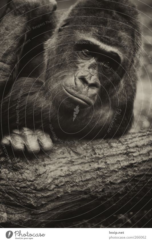 Gorilla Portrait Stil exotisch Abenteuer maskulin Umwelt Natur Sommer Baum Tier Wildtier Tiergesicht Fell Zoo Streichelzoo 1 Holz Gefühle Freude Glück
