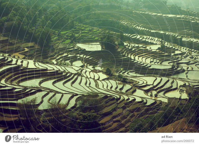 schwimmbad Natur Landschaft Wasser Feld Reisfeld China yuanyang Landwirtschaft Farbfoto Außenaufnahme Kontrast Reflexion & Spiegelung Vogelperspektive