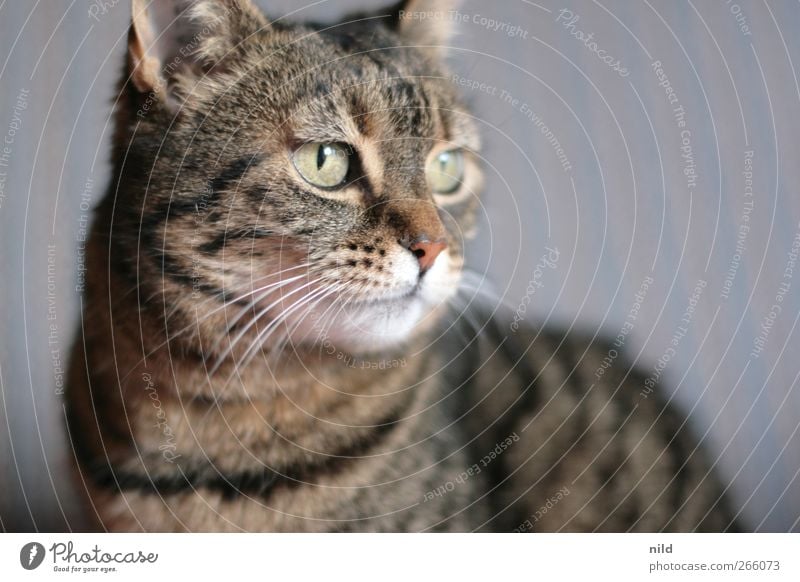 ^-^ Tier Haustier Katze 1 beobachten niedlich braun Fell Schnurrhaar Auge Katzenauge Katzenkopf Menschenleer Farbfoto Innenaufnahme Textfreiraum rechts