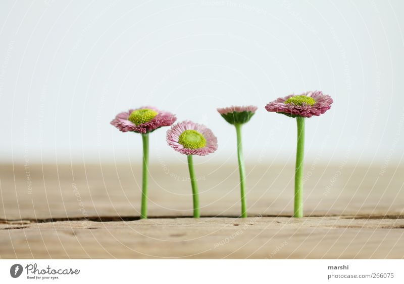 die vier Wilden Natur Pflanze Blume schön 4 Gänseblümchen Tisch Hintergrundbild Hintergrund neutral Blühend Blüte Farbfoto Außenaufnahme Innenaufnahme Tag