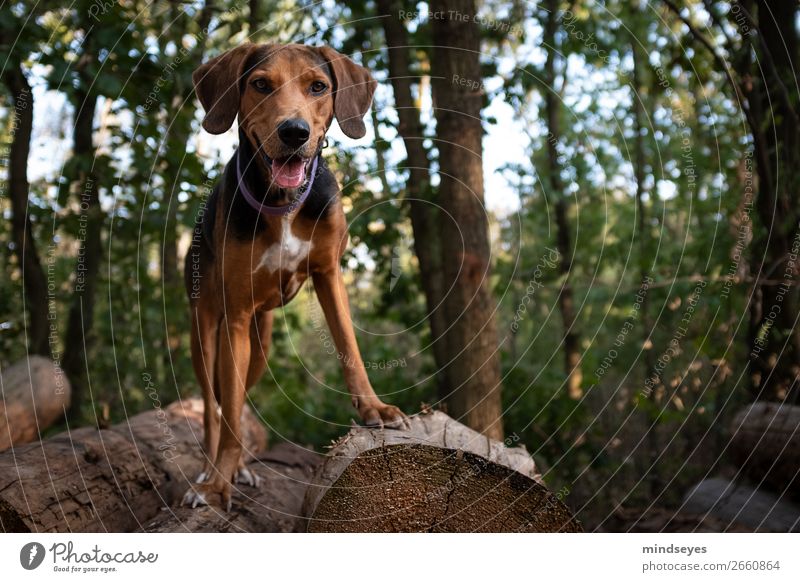 Hund steht auf Holzstapel im Wald Freizeit & Hobby Baum 1 Tier laufen Blick Spielen stehen Freundlichkeit hoch Freude Kraft Tatkraft Energie Erholung Freiheit
