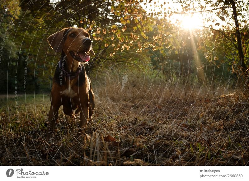 Hund im grünen Wald mit Gegenlicht Natur Schönes Wetter 1 Tier leuchten frei Freundlichkeit Lebensfreude Tierliebe Erholung erleben Freizeit & Hobby Freude wach