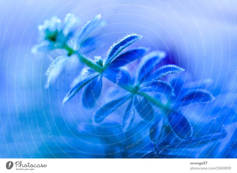 Überraschung | Eiskalt erwischt Pflanze Herbst Winter Frost Wiese nah blau grün Raureif Eiskristall Nahaufnahme Makroaufnahme Querformat blau-grün Grünpflanze