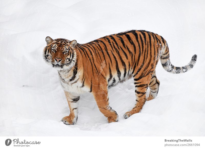 Sibirischer Tiger im weißen Winterschnee stehend Natur Tier Wetter Schnee Wildtier Katze Tiergesicht Zoo 1 beobachten frisch wild Tigerin jung Tierwelt
