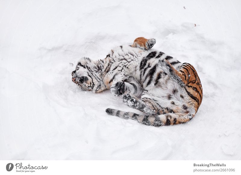 Sibirischer Tiger spielt im weißen Winterschnee Natur Tier Wetter Schnee Wildtier Katze Zoo 1 frisch Sauberkeit wild Tigerin jung rollen Mark ruhen spielerisch