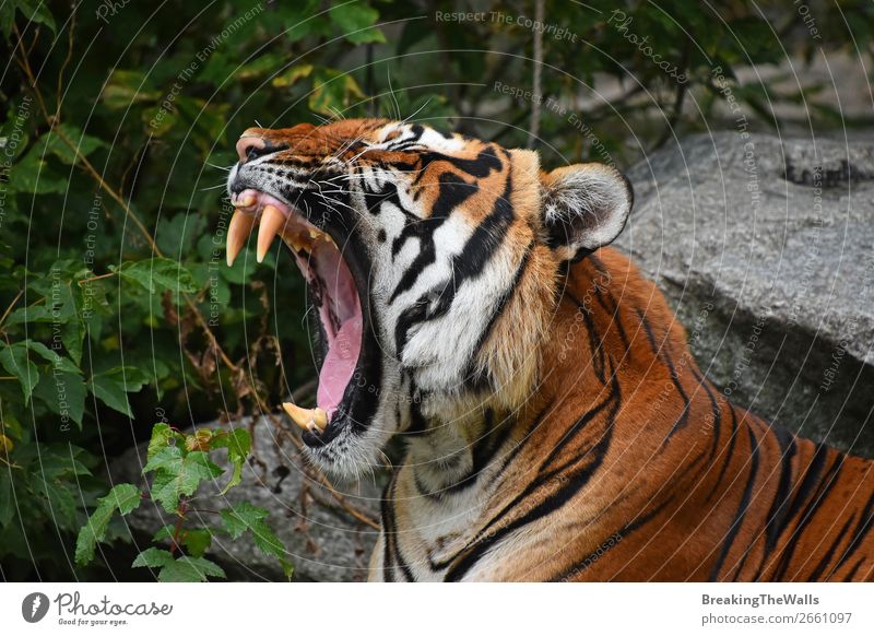 Nahaufnahme des Vorderbilds des indochinesischen Tigers Natur Tier Baum Wald Urwald Felsen Wildtier Katze Tiergesicht 1 wild grün Indochinesisch tosen gähnen