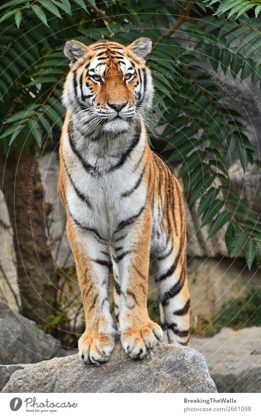 Nahaufnahme Vorderansicht des sibirischen Amur-Tigers Natur Tier Baum Felsen Wildtier Katze Tiergesicht Zoo 1 Stein beobachten stehen niedlich wild Wachsamkeit