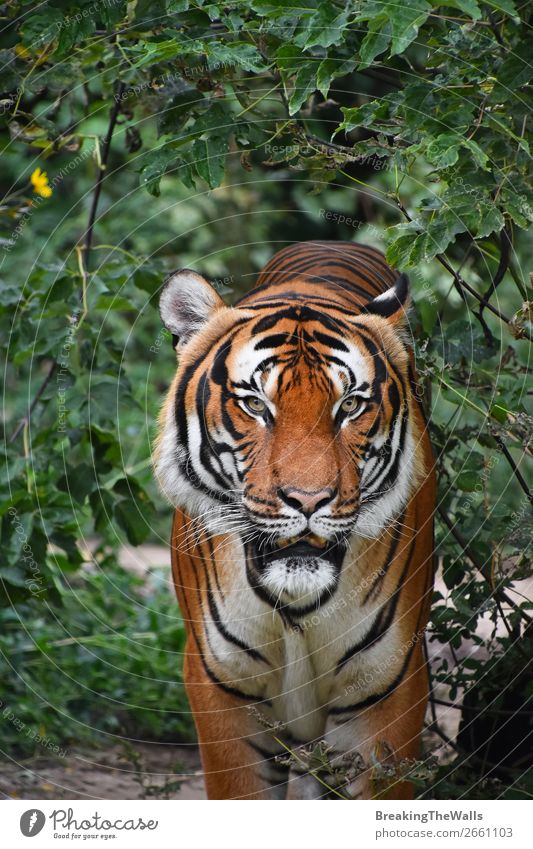 Nahaufnahme des Vorderbilds des indochinesischen Tigers Natur Tier Baum Wald Urwald Wildtier Katze Tiergesicht Zoo 1 beobachten stehen wild grün Wachsamkeit