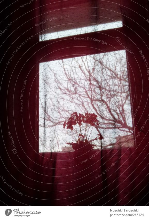 ~ calynopsis purpur ~ Pflanze Blume Topfpflanze dunkel rot schwarz Menschenleer Abend Dämmerung Unschärfe Fensterblick Gardine Fensterbrett Textfreiraum unten