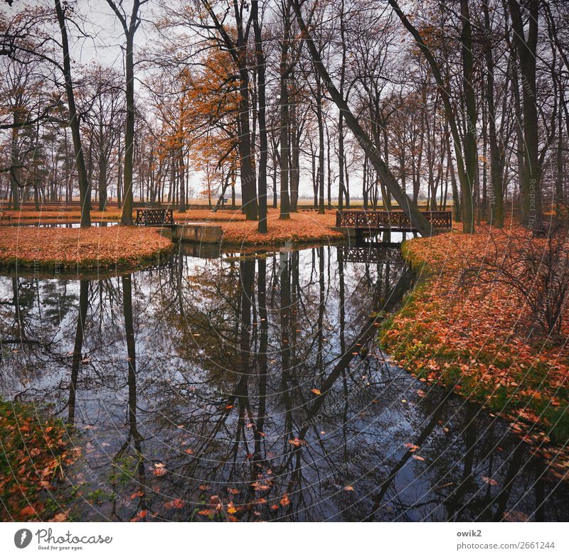 Symmetrischer Park Wasser Wolkenloser Himmel Horizont Herbst Schönes Wetter Baum Gras Sträucher Zweige u. Äste Herbstlaub Laubbaum Insel Teich Holz groß hoch