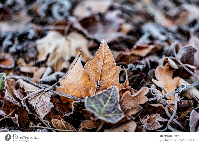 Raureif auf Blättern Berlin Ausflug Natur Umwelt Sightseeing Pflanze Herbst Schönes Wetter Akzeptanz Herbstlaub Herbstfärbung herbstlich Naturerlebnis Farbfoto
