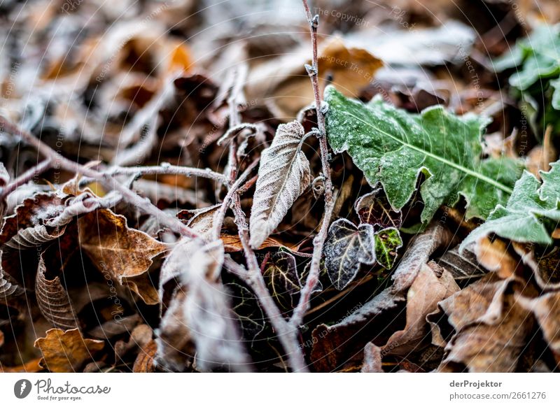 Herbstblätter mit Frost Umwelt Natur Landschaft Pflanze Winter Schönes Wetter Eis Blatt Park ästhetisch außergewöhnlich braun Wahrheit Traurigkeit Sorge Schmerz