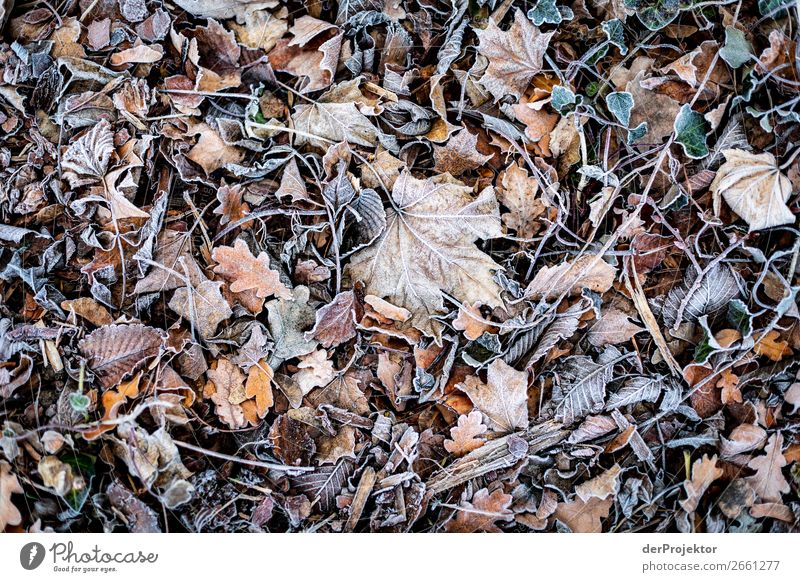 Raureif auf Blättern Berlin Ausflug Natur Umwelt Sightseeing Pflanze Herbst Schönes Wetter Akzeptanz Herbstlaub Herbstfärbung herbstlich Naturerlebnis Farbfoto