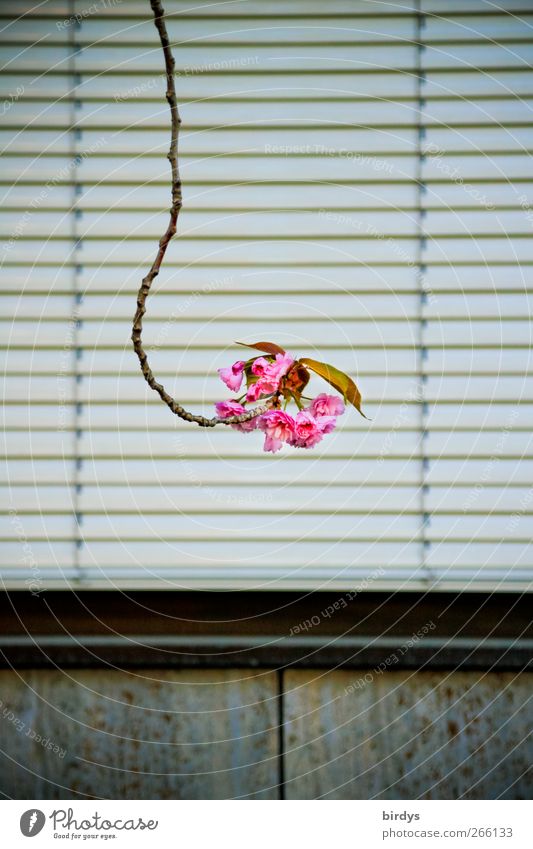 Früh krümmt sich.... Frühling Pflanze Blatt Blüte exotisch Zierkirsche Fenster Jalousie Blühend Duft hängen außergewöhnlich lang lustig rosa Einsamkeit