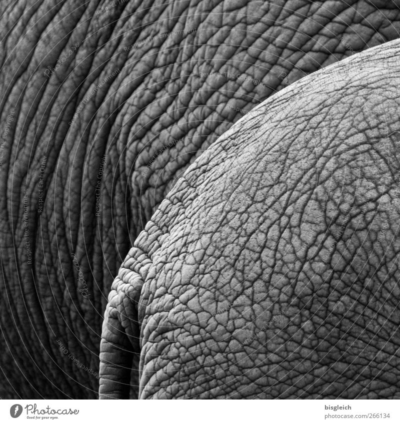 Dickhäuter II Tier Wildtier Zoo Elefant Elefantenhaut 2 stehen gigantisch groß grau Gelassenheit ruhig Hautfalten Falte Schwarzweißfoto Außenaufnahme