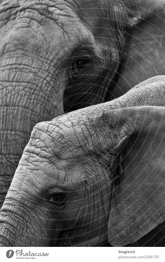 Dickhäuter III Tier Wildtier Elefant Elefantenhaut Elefantenohren Elefantenauge 2 Blick stehen gigantisch groß grau Gelassenheit ruhig Schwarzweißfoto
