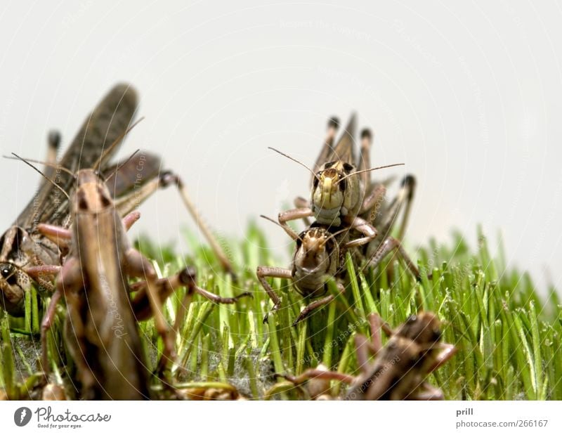 grasshoppers Lebensmittel Natur Tier Gras Fressen braun locustus migratoria wüstenheuschrecke Plage plünderung Kontinuität grashüpfer tiere füttern