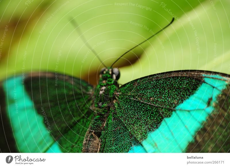 Grüngestreifter Schwalbenschwanz (Papilio palinurus) Natur Baum Blatt Grünpflanze Wildpflanze Tier Wildtier Schmetterling Tiergesicht Flügel 1 ästhetisch