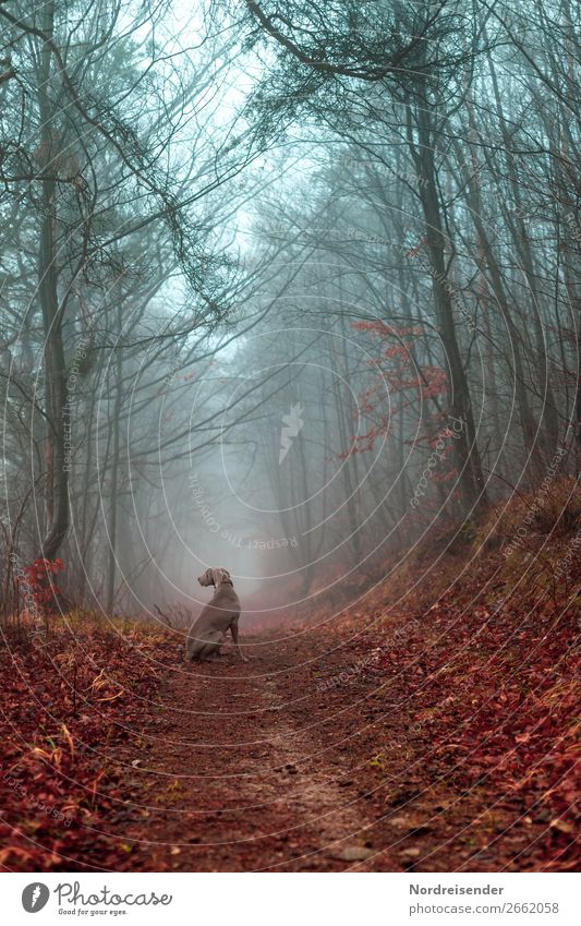 Herbstwald im Nebel Jagd Ausflug Freiheit Natur Landschaft Urelemente Regen Baum Wald Wege & Pfade Tier Haustier Hund warten Wachsamkeit Verlässlichkeit Idylle