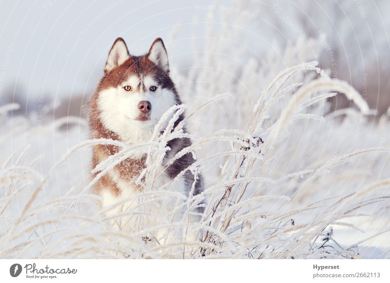 roter Hund sibirischer Husky stehend Glück schön Winter Schnee Sport Erwachsene Natur Tier Haustier niedlich weiß jung kalt Eis nördlich heimisch Säugetier