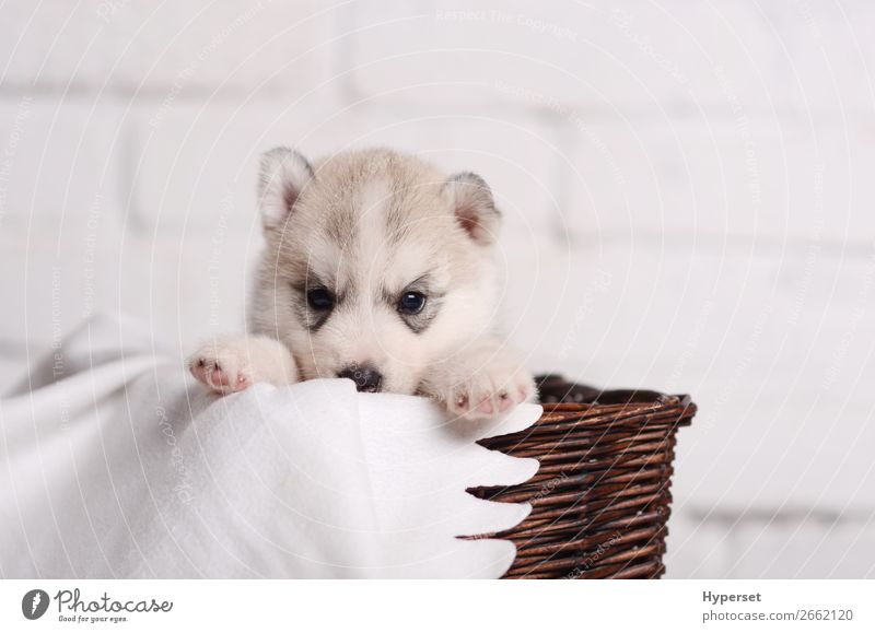 Süßer kleiner Welpe Sibirischer Husky Baby Tier Haustier Hund Tiergesicht Pfote lustig niedlich weich braun grau weiß Backsteinwand Reinrassig sibirisch